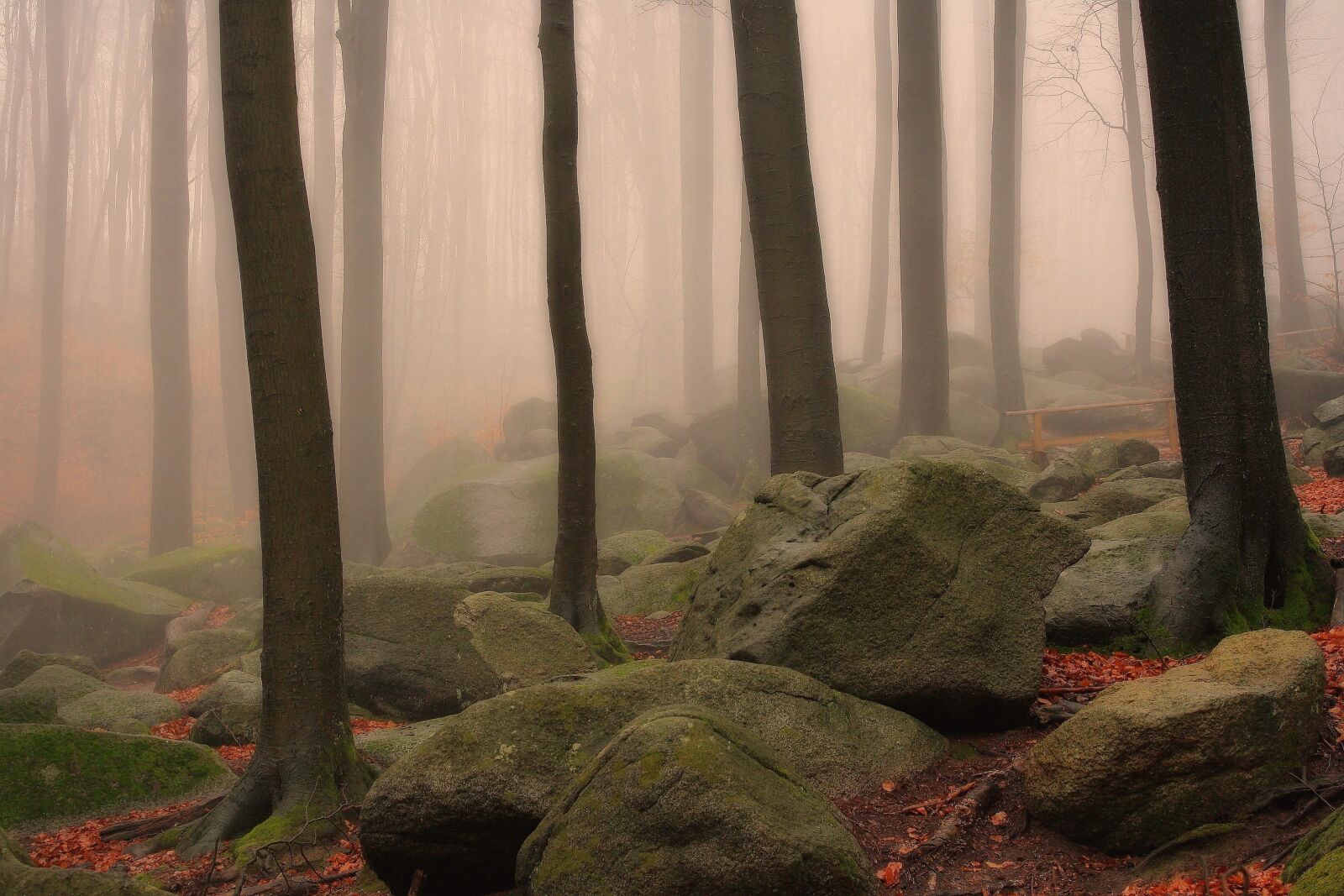 Canon EOS 1000D (EOS Digital Rebel XS / EOS Kiss F) sample photo. Nature, forest, fog photography