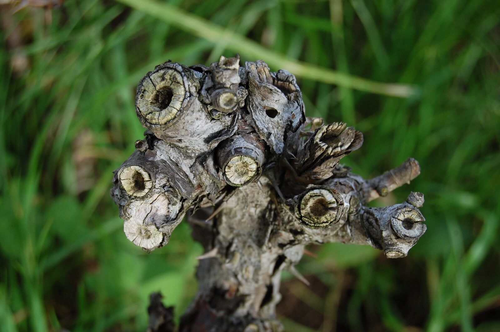 Nikon D40 sample photo. Branch, deadwood, dry photography