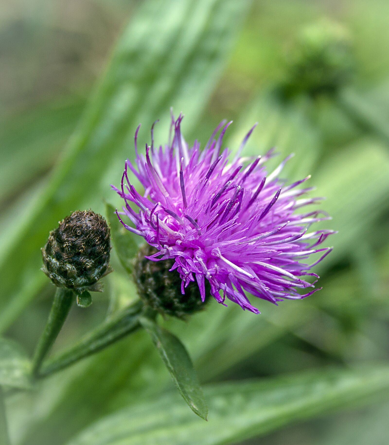 Canon EOS 500D (EOS Rebel T1i / EOS Kiss X3) sample photo. Flower, spring, bloom photography