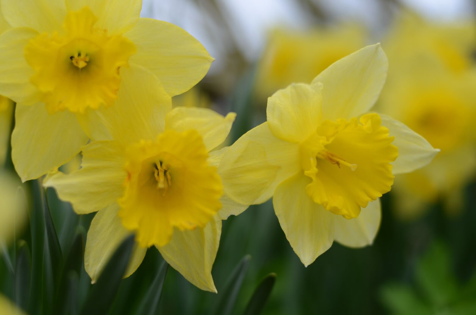 Nikon D5100 sample photo. Flower, yellow, macro photography