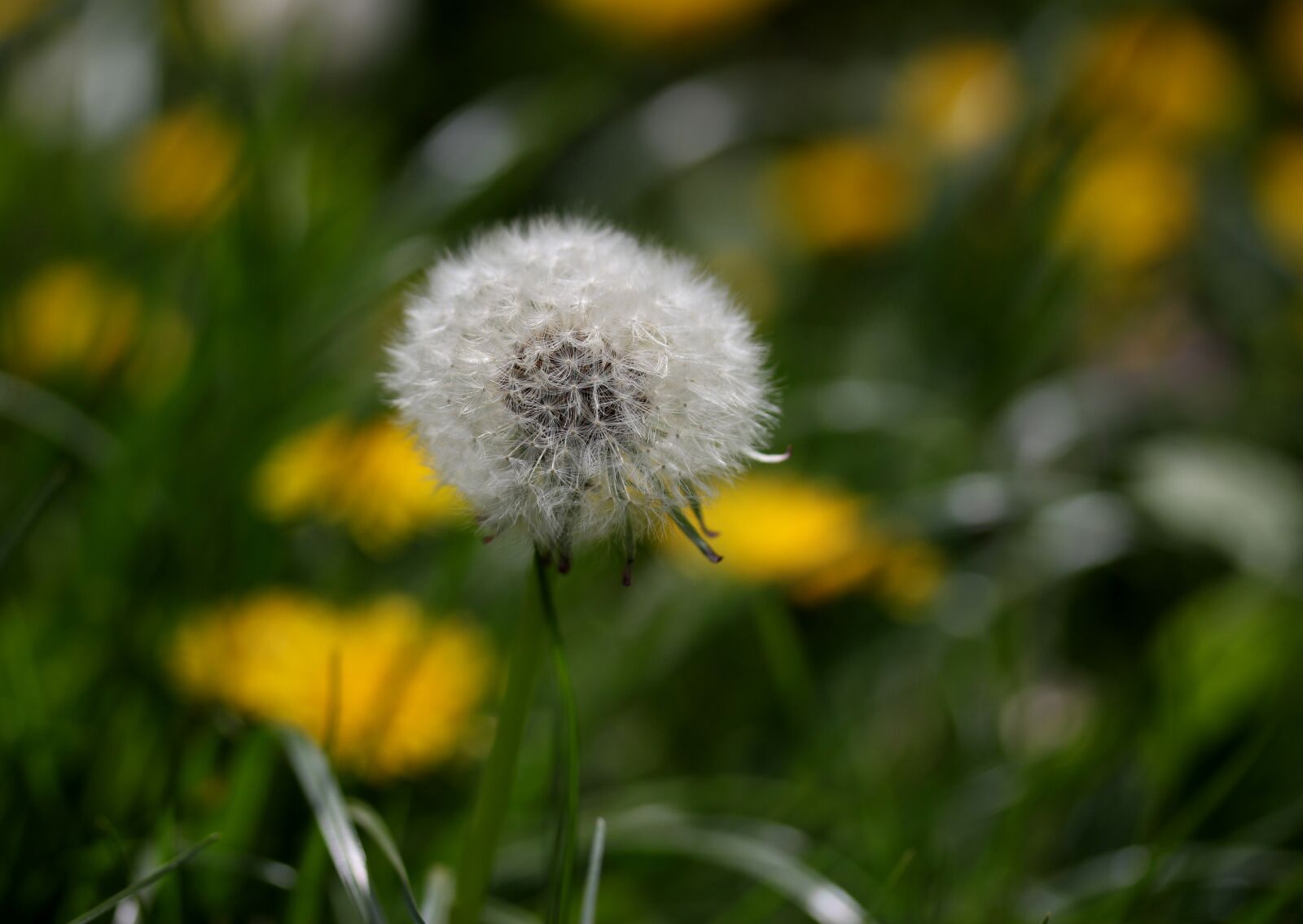 Canon EF-S 60mm F2.8 Macro USM sample photo. Dandelion, down, yellow photography