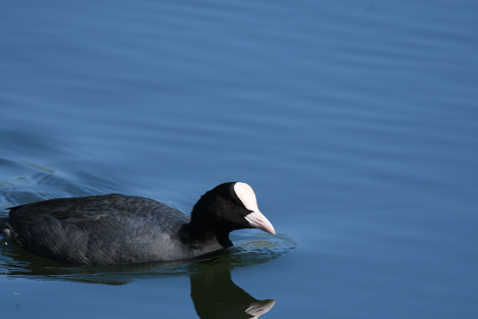 Nikon D500 sample photo. Waters, lake, bird photography