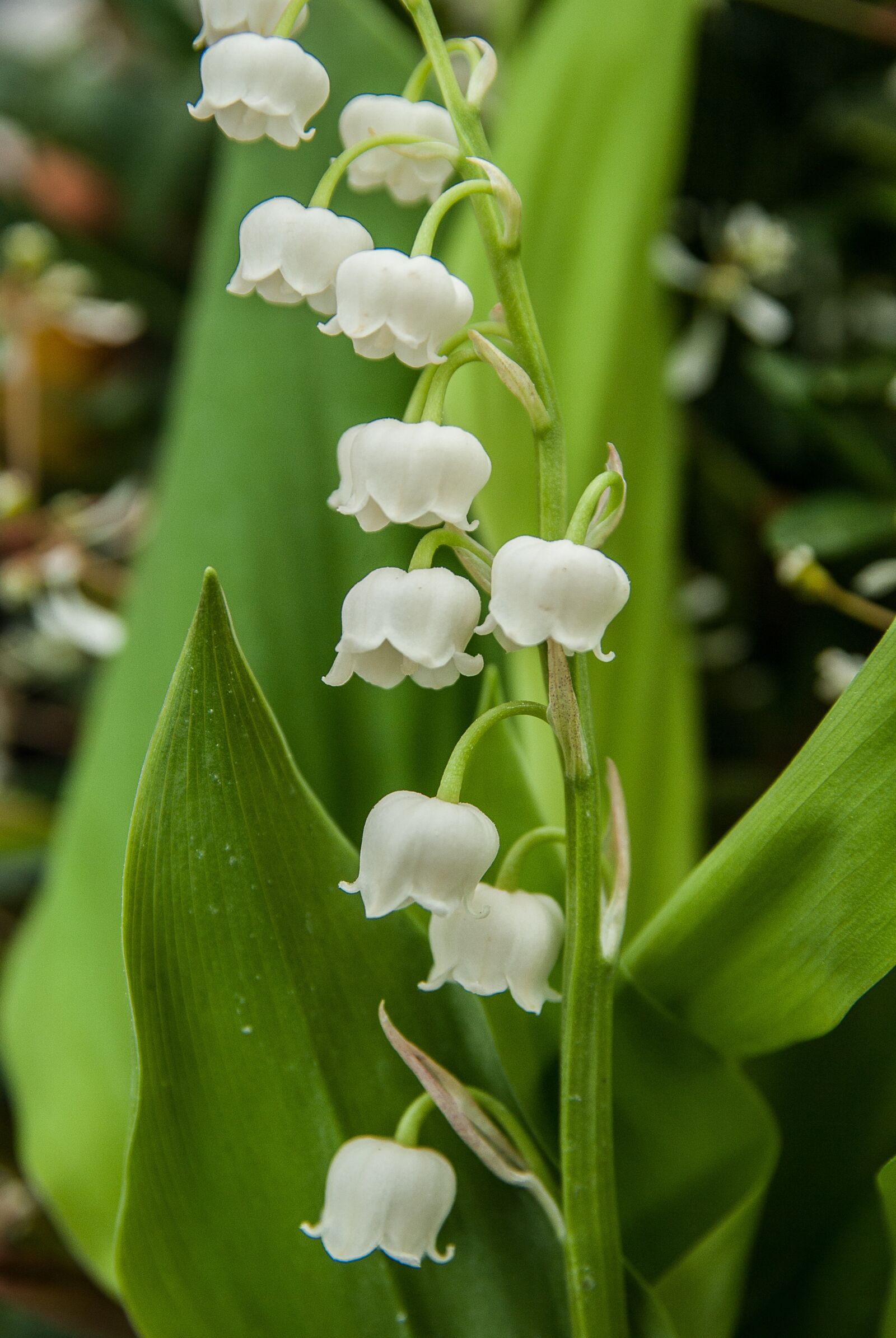 Pentax K10D sample photo. Thrush, bells, flowers photography