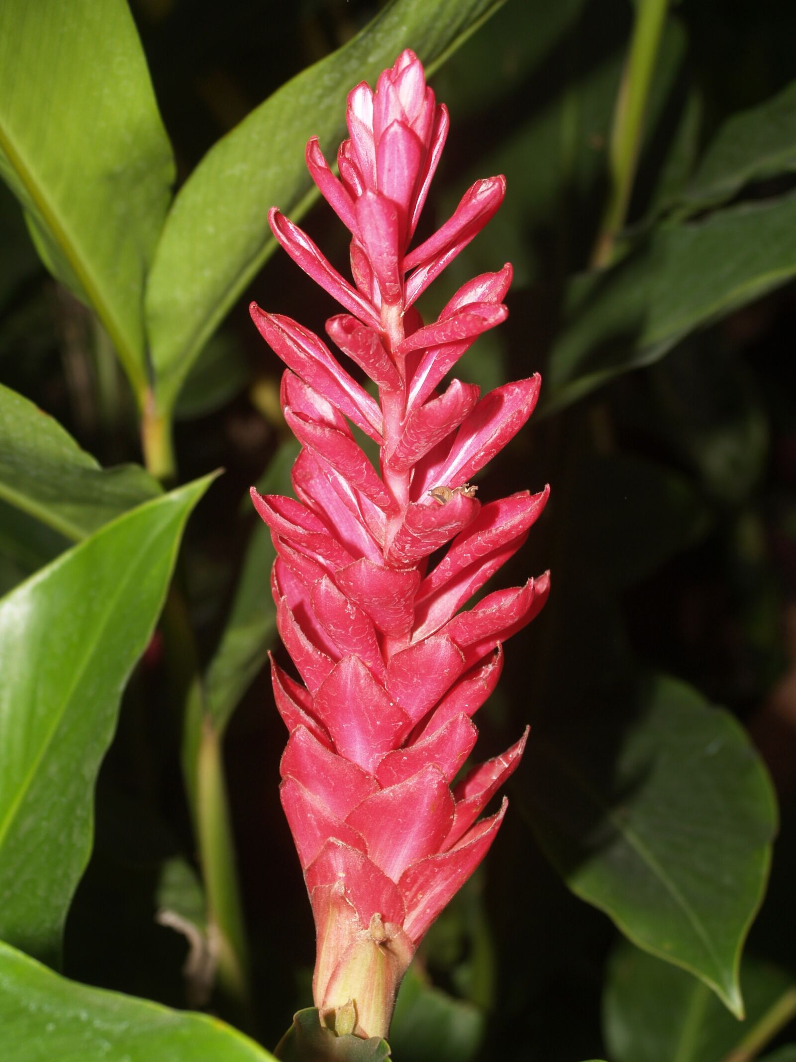 Olympus E-300 (EVOLT E-300) sample photo. Ginger, blossom, flower photography