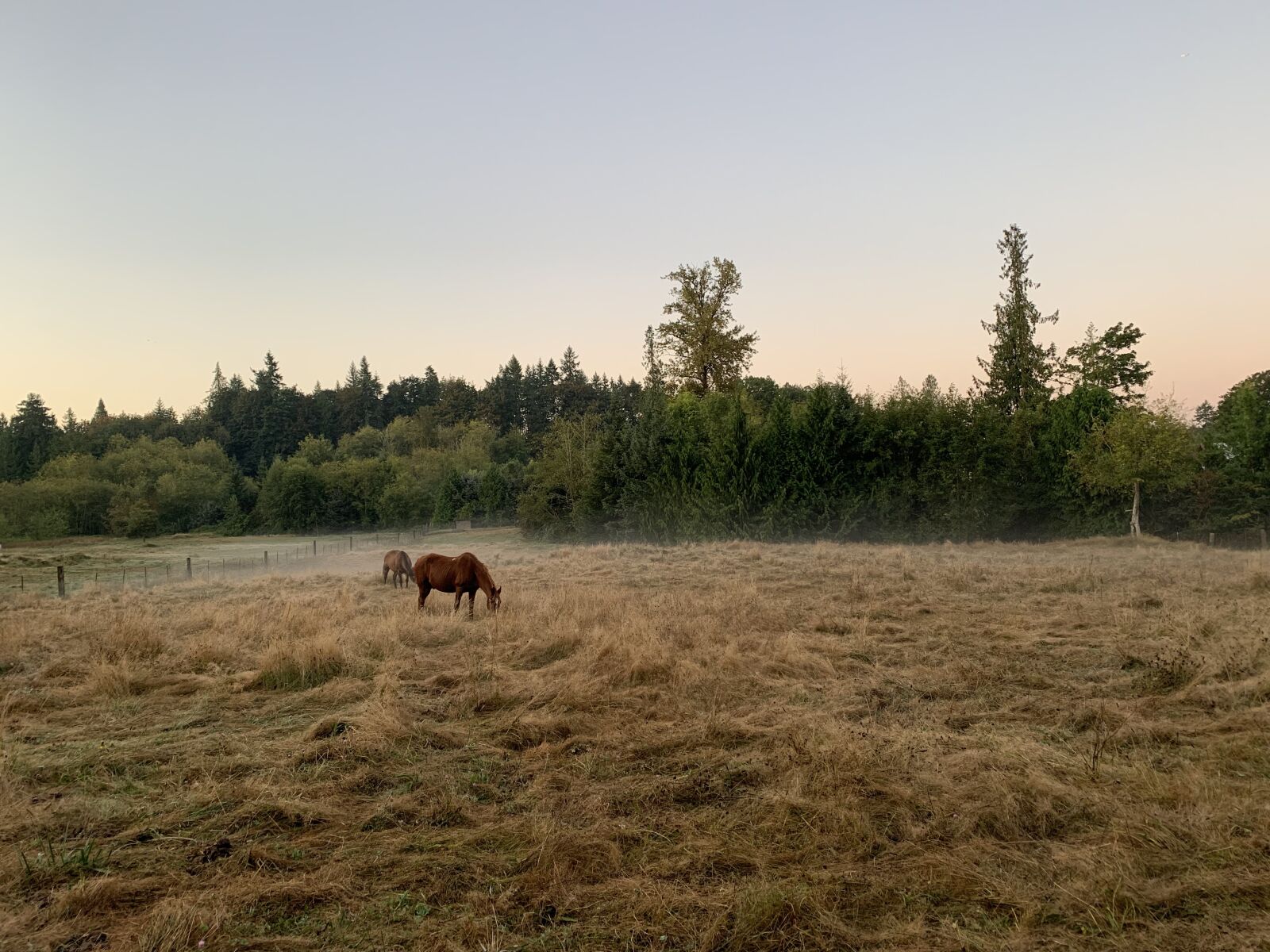 Apple iPhone XS sample photo. Horses, dawn, farm photography