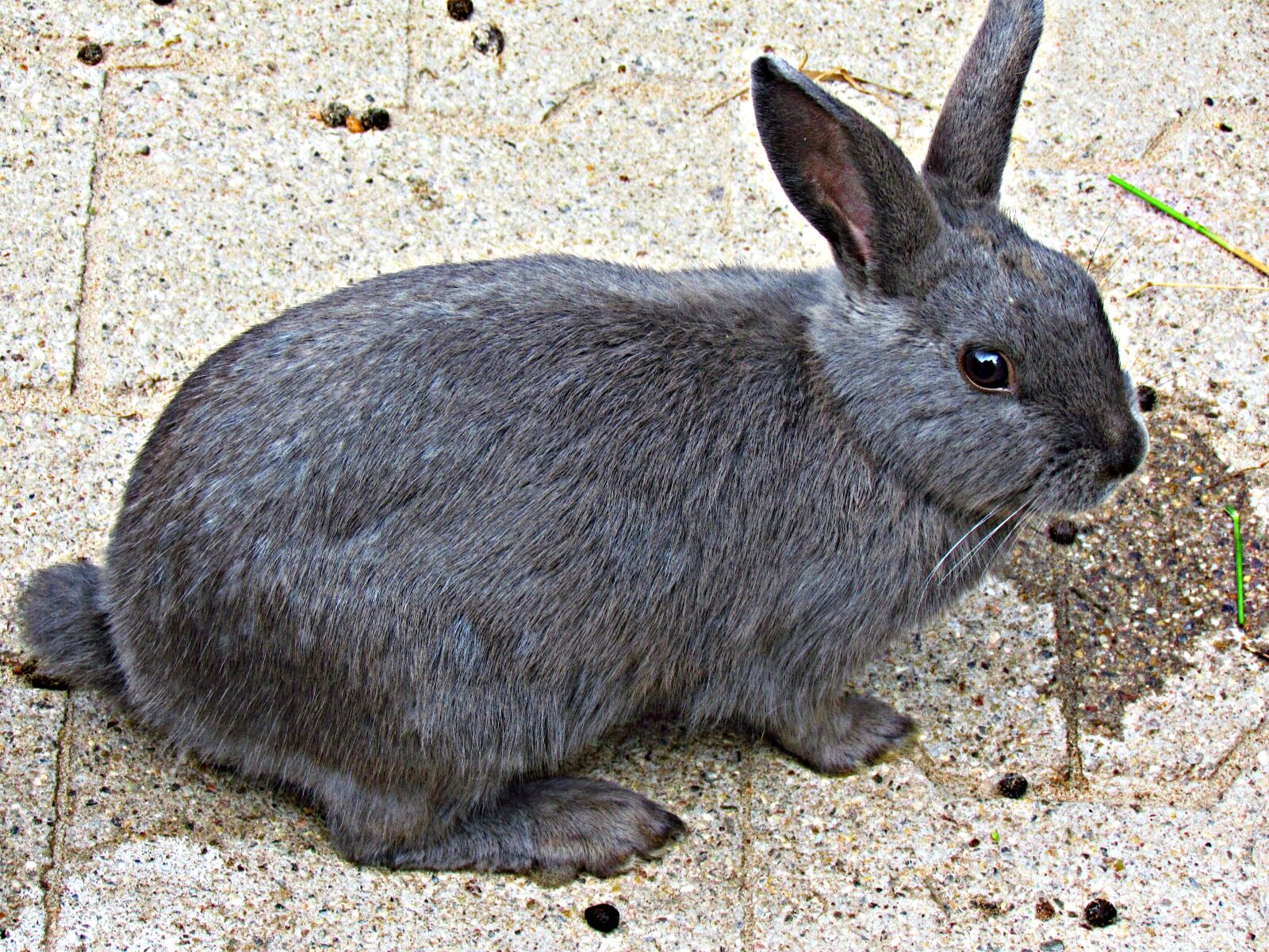 Canon PowerShot SX30 IS sample photo. Bunny, rabbit, animal photography