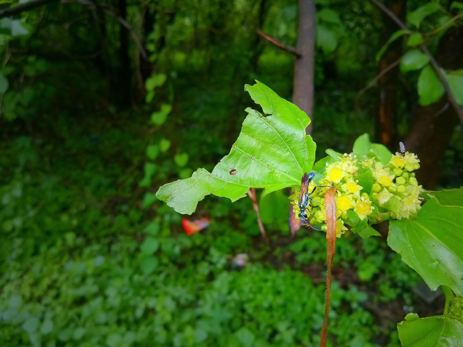 vivo 1609 sample photo. Flower, insect photography