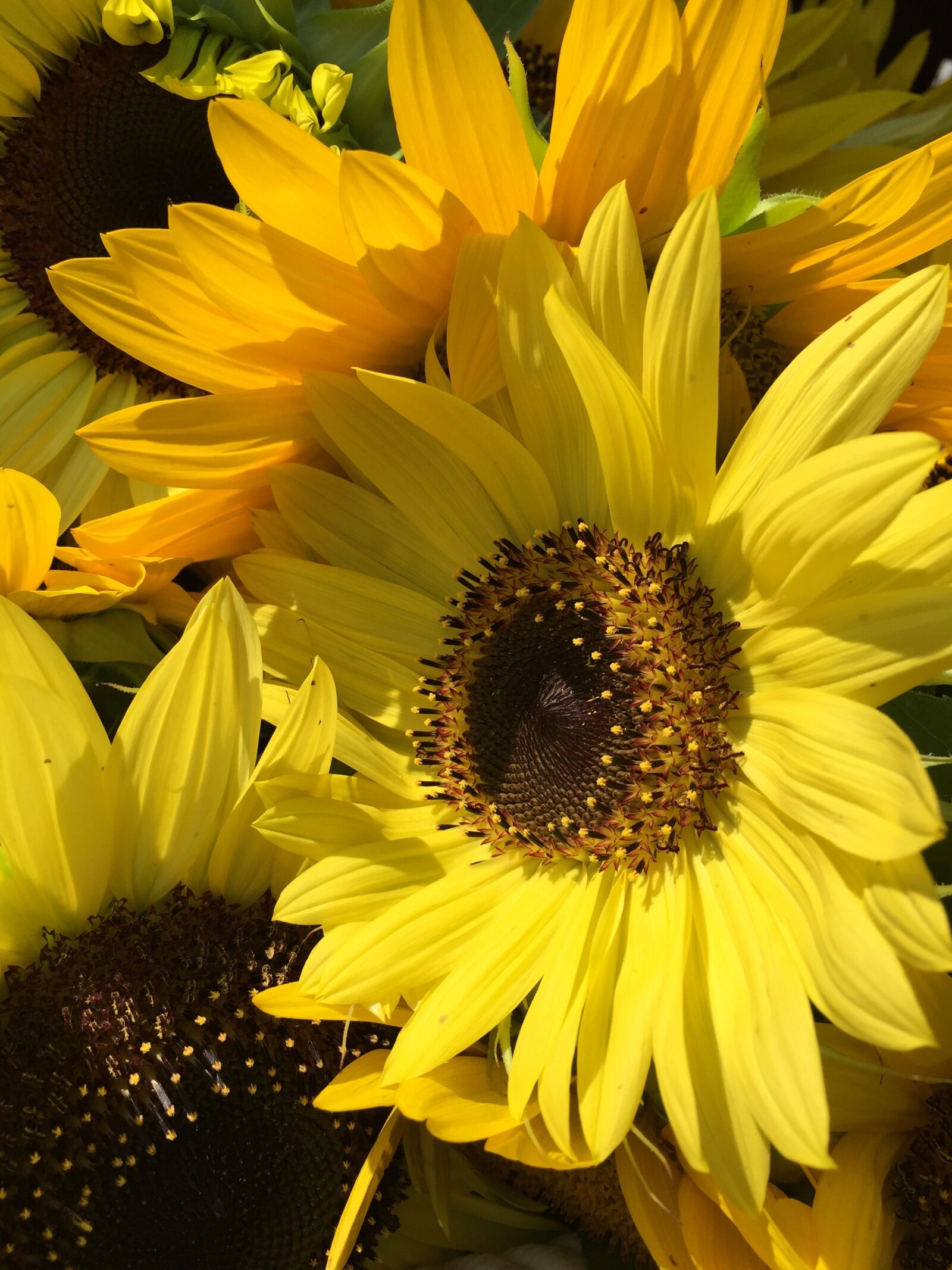 Apple iPhone 6 sample photo. Sunflower, flower, yellow photography