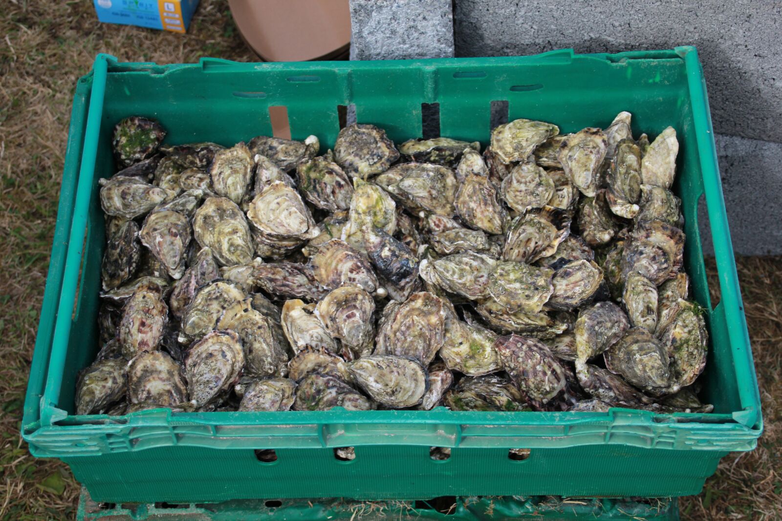 Canon EOS 60D + Canon TS-E 90mm F2.8 Tilt-Shift sample photo. Oysters, seafood, shellfish photography