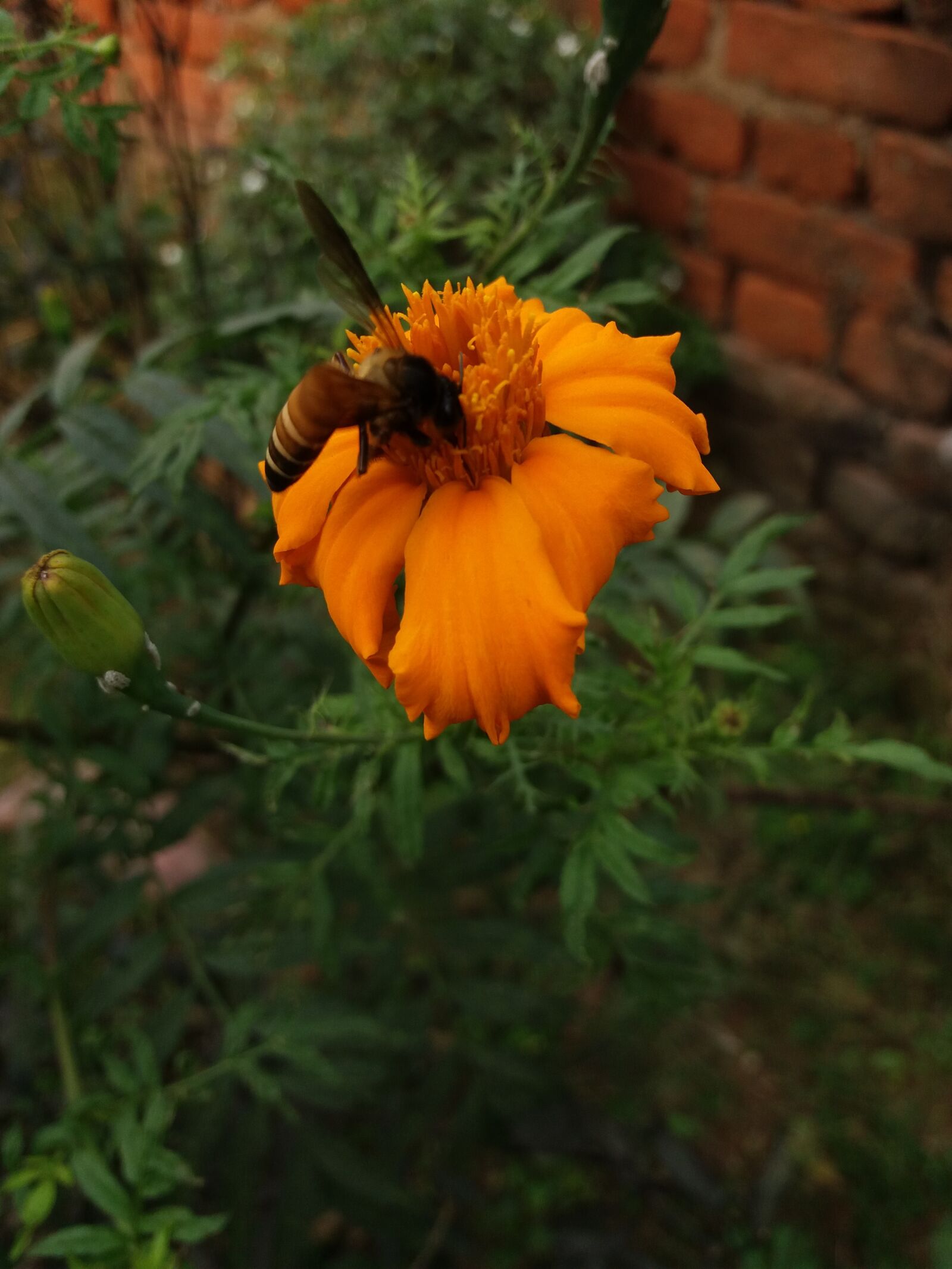 Samsung Galaxy J5 sample photo. Nice, bee, marigold photography