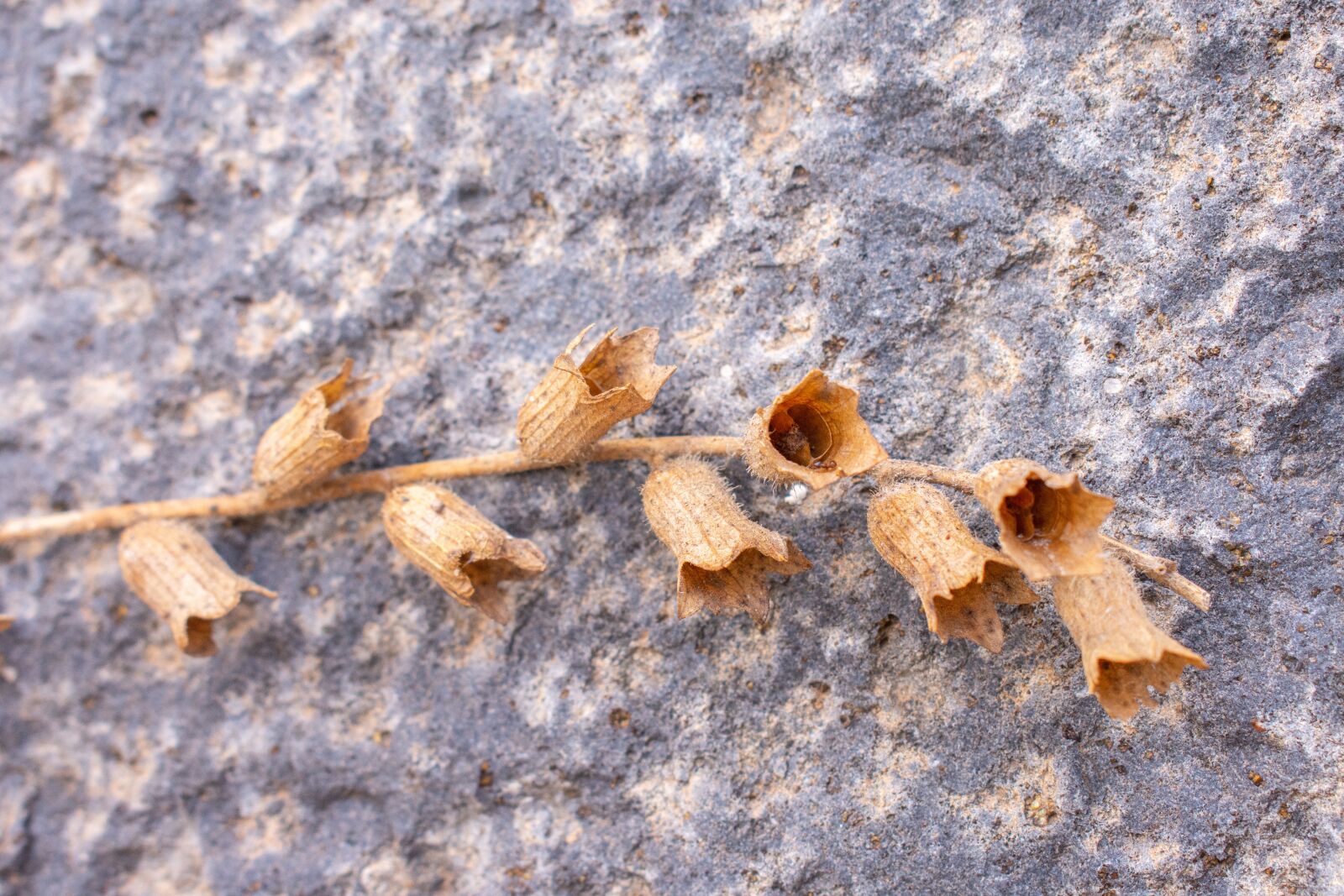Nikon D7200 sample photo. Flowers, dried flowers, bell photography
