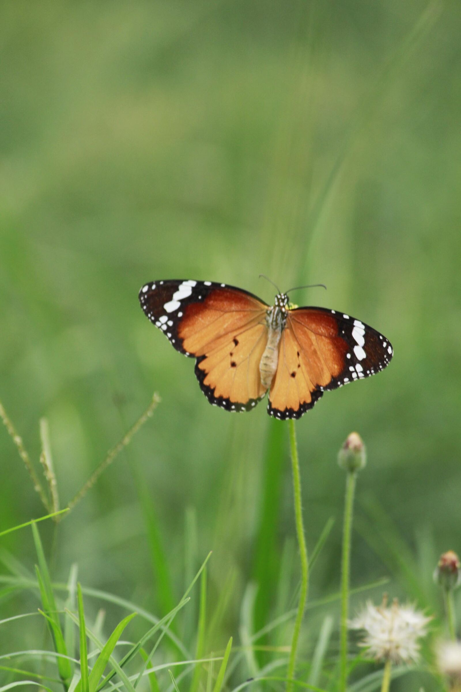 Canon EOS 700D (EOS Rebel T5i / EOS Kiss X7i) sample photo. Butterfly, nature, colorful photography