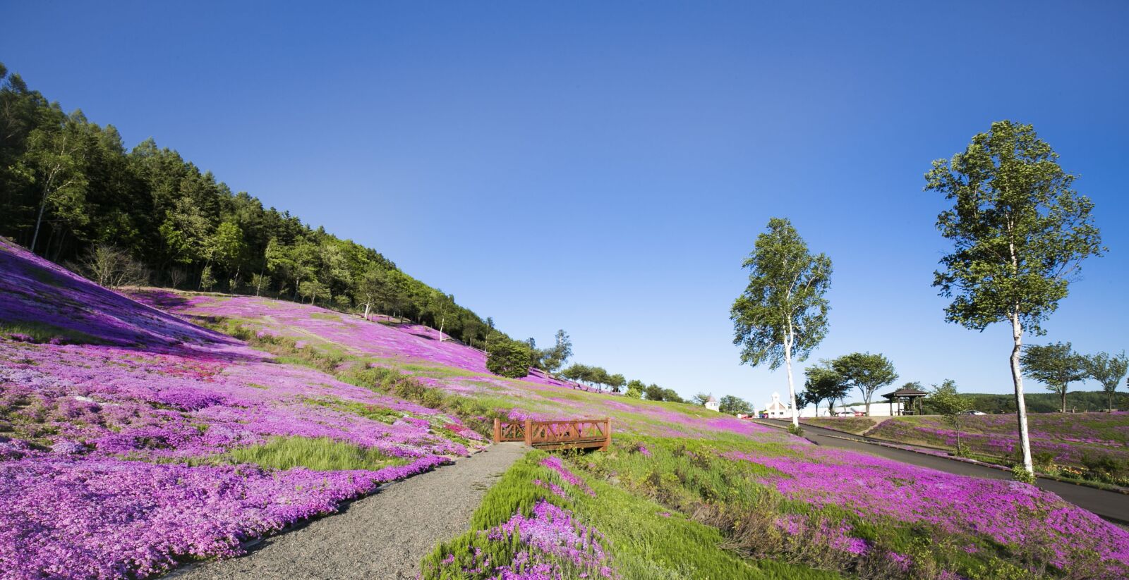 Canon EF 16-35mm F4L IS USM sample photo. Sakura chiba, pink flowers photography