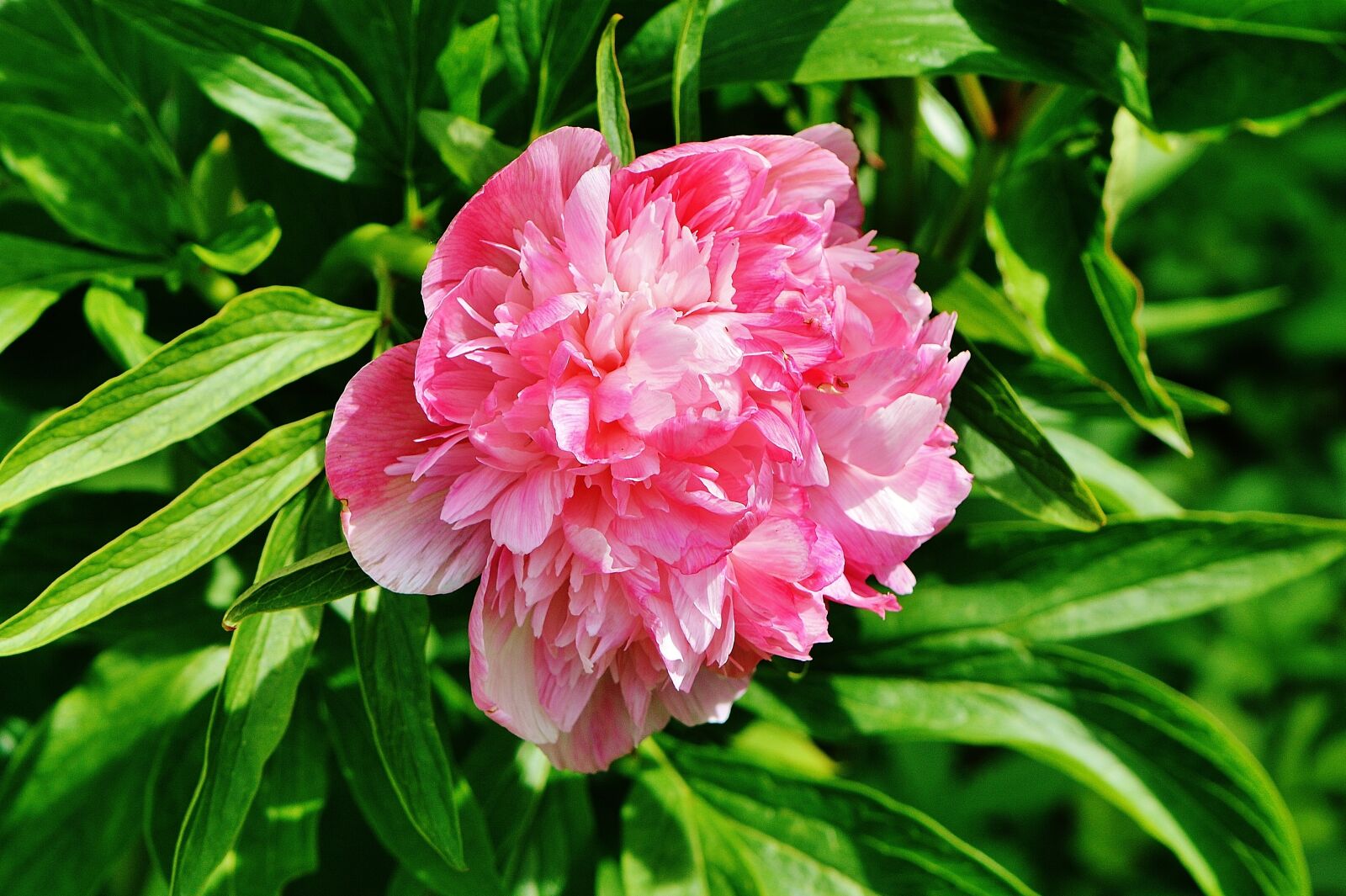 Nikon D3200 sample photo. Peony, flower, pink photography