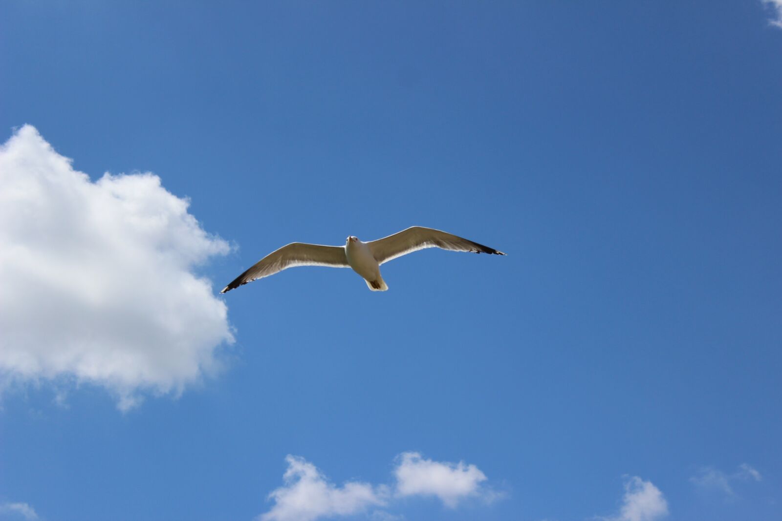 Canon EOS 600D (Rebel EOS T3i / EOS Kiss X5) sample photo. The seagull, flight, heaven photography