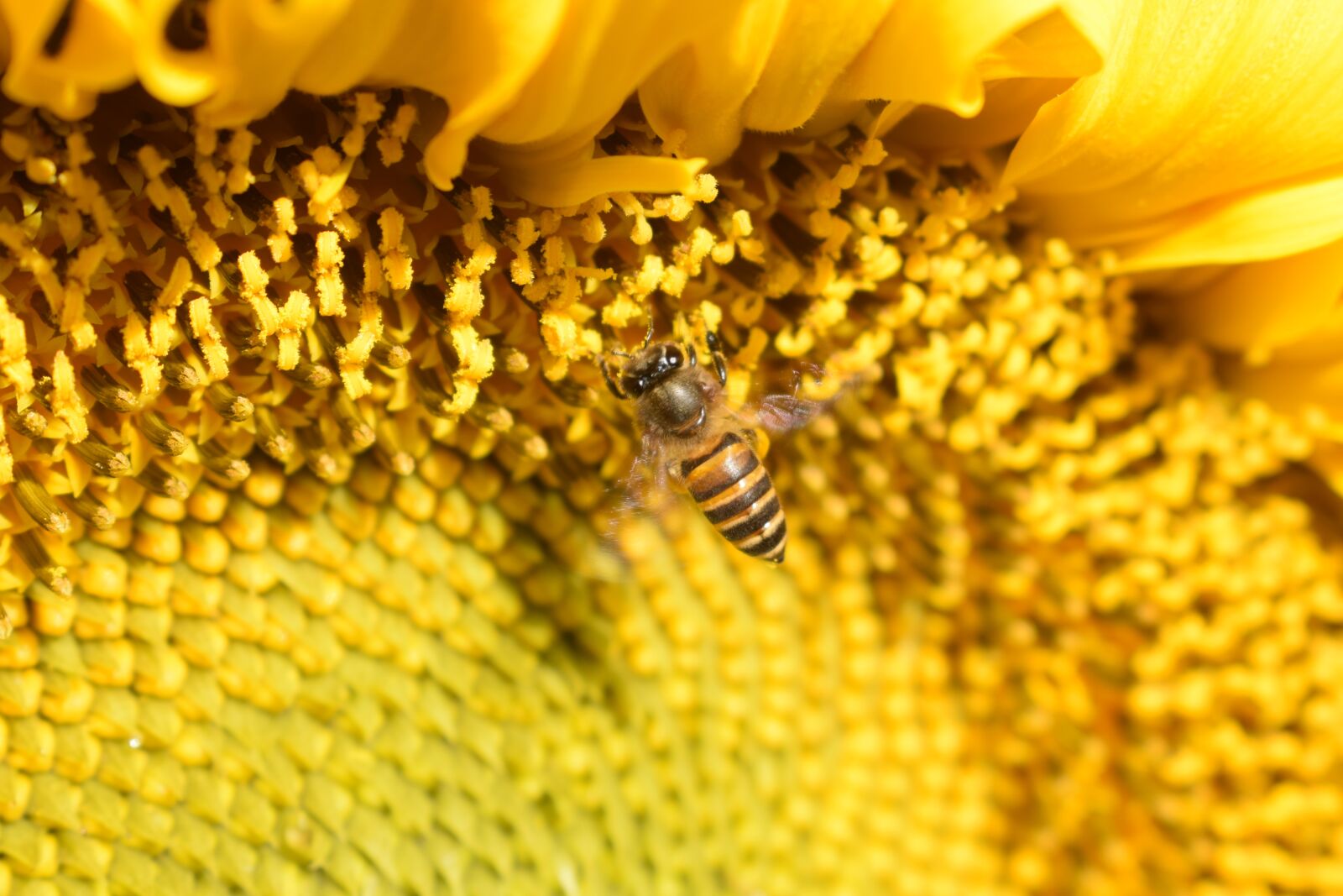 Nikon D3300 sample photo. Fly, bee, sunflower photography