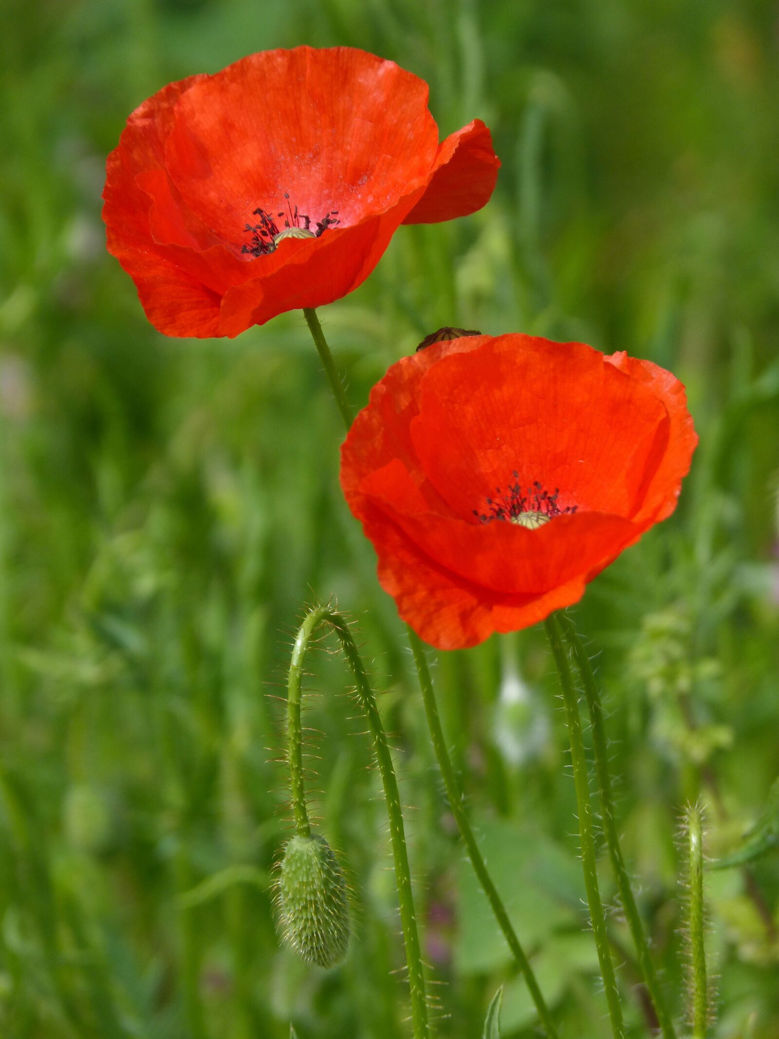 Panasonic DMC-FZ62 sample photo. Poppy, ababol, florir photography