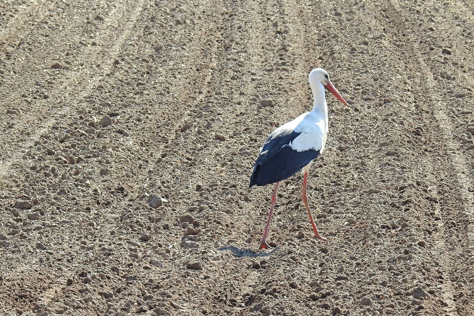 Nikon Coolpix P900 sample photo. Stork, field, foraging photography