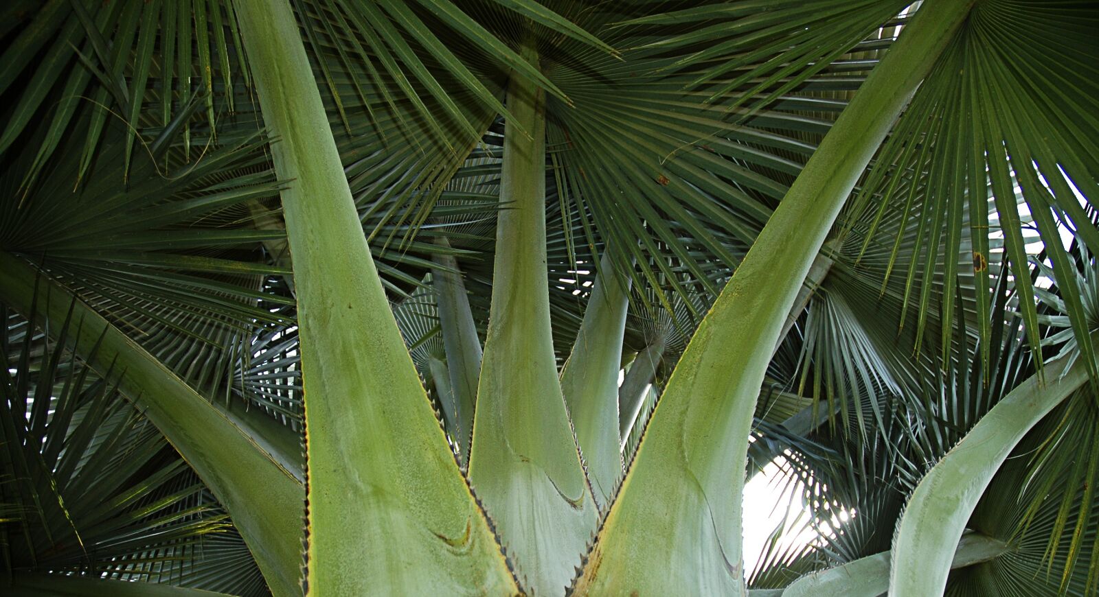 Nikon D70 sample photo. Palm, fan palm, green photography