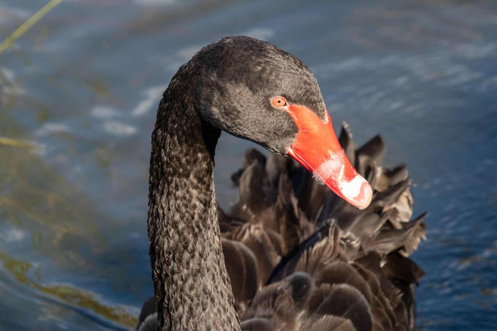 Canon EF 100-400mm F4.5-5.6L IS USM sample photo. Swan, black swan, bird photography