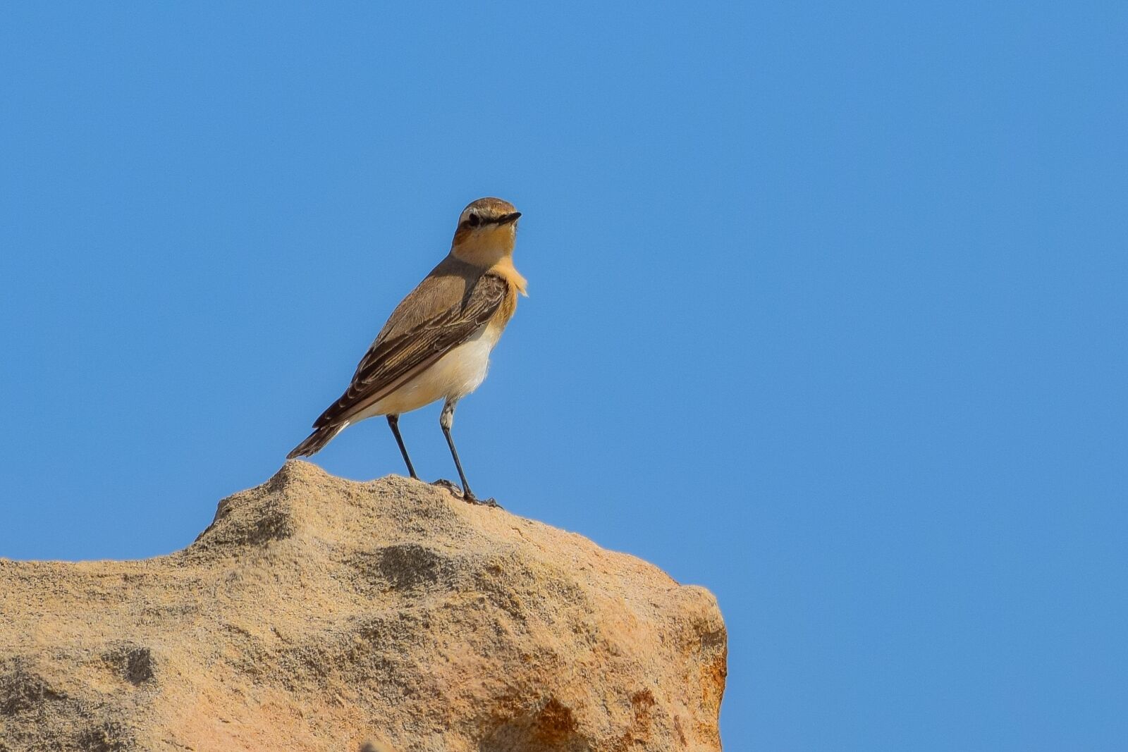 Nikon D3300 sample photo. Nature, wildlife, bird photography