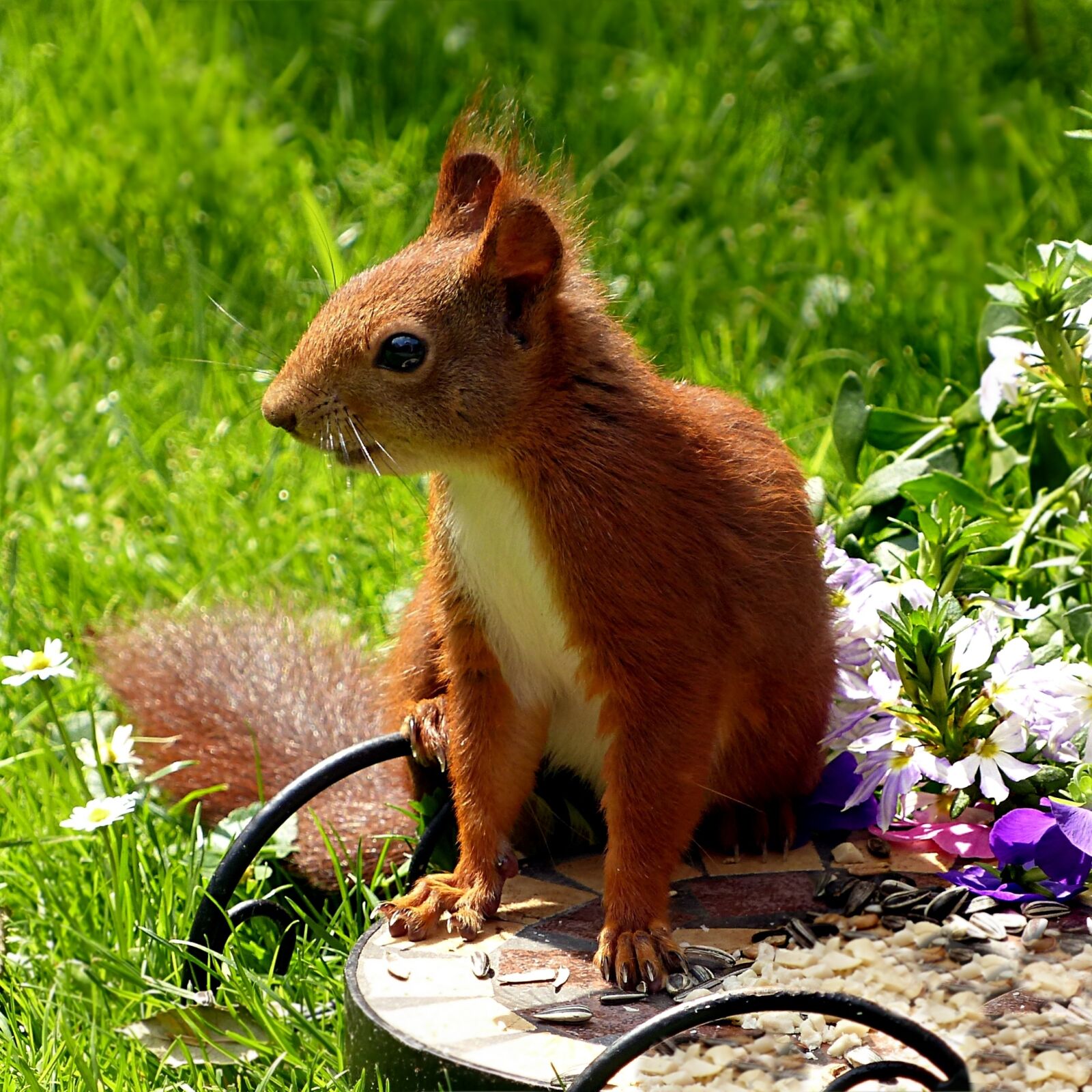 Panasonic Lumix DMC-FZ200 sample photo. Animal, mammal, nager photography