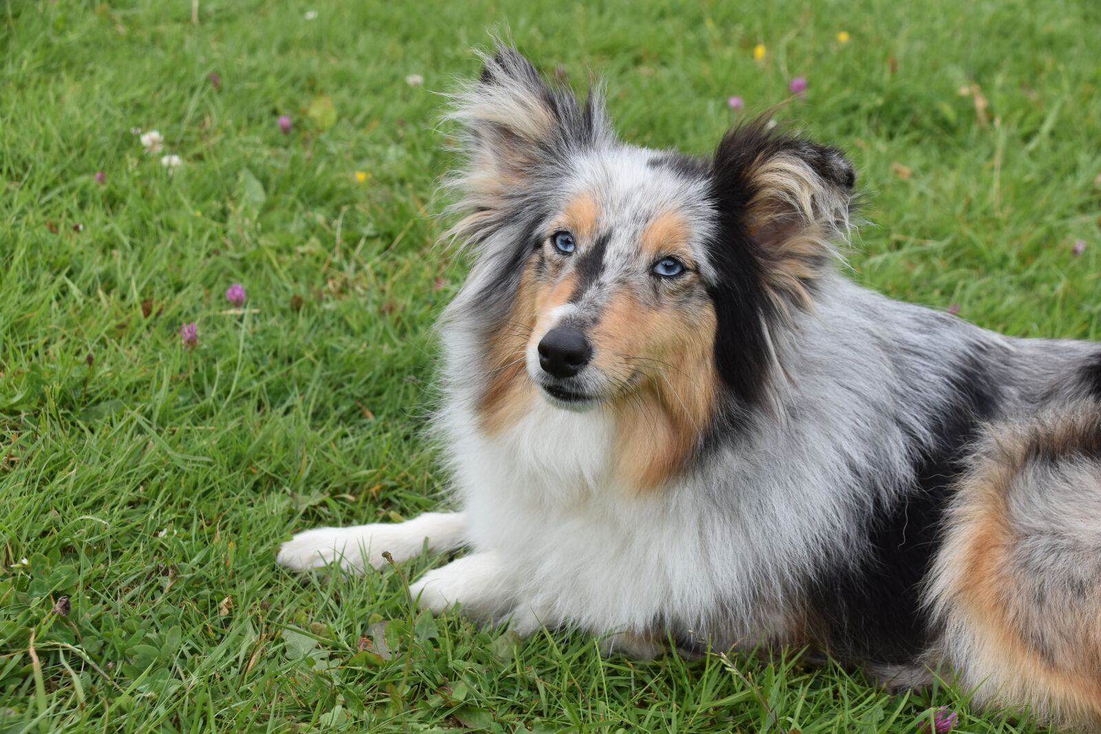 Nikon D5600 sample photo. Dog, bitch shetland sheepdog photography