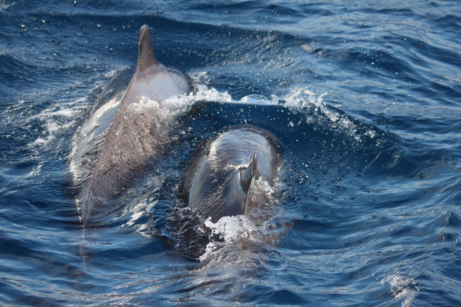 Canon EOS 500D (EOS Rebel T1i / EOS Kiss X3) sample photo. Dolphins, tenerife, canary islands photography