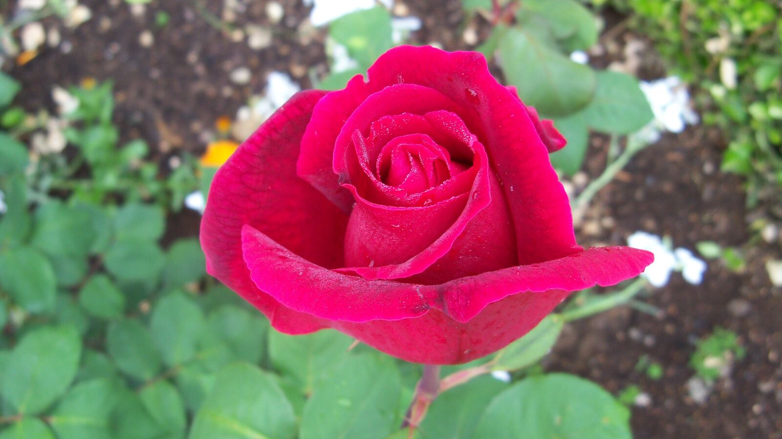 Kodak EasyShare Z915 sample photo. Rosa, flower, nature photography