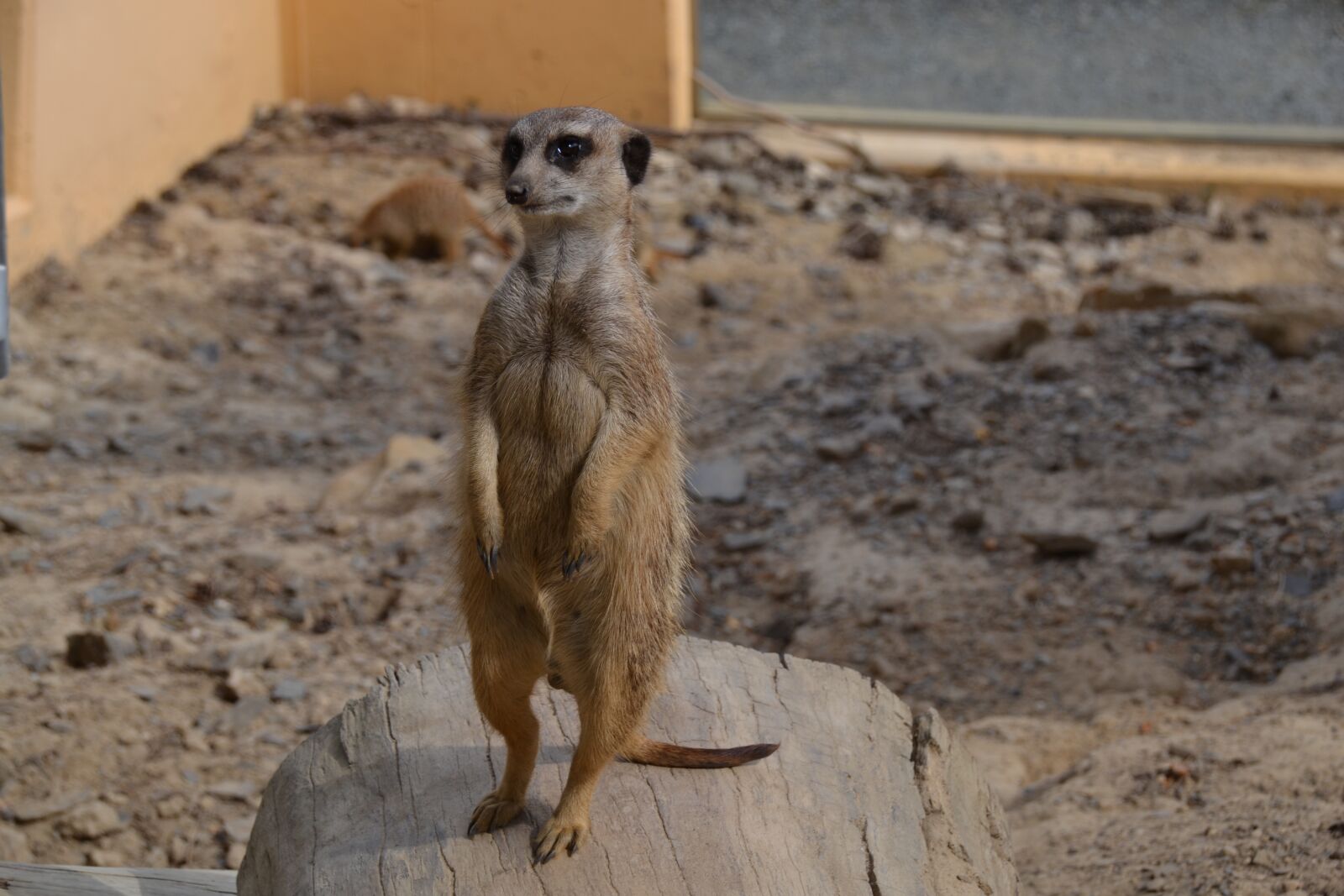 Nikon D3100 sample photo. Meerkat, animal, zoo photography