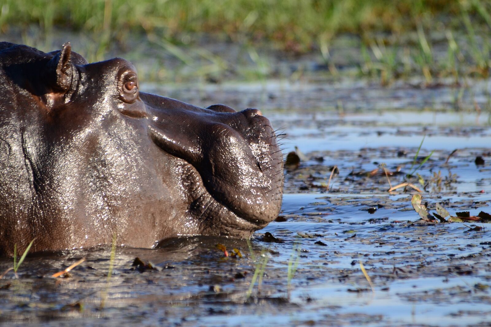 Nikon D7000 sample photo. Hippopotamus, hippo, mammal photography