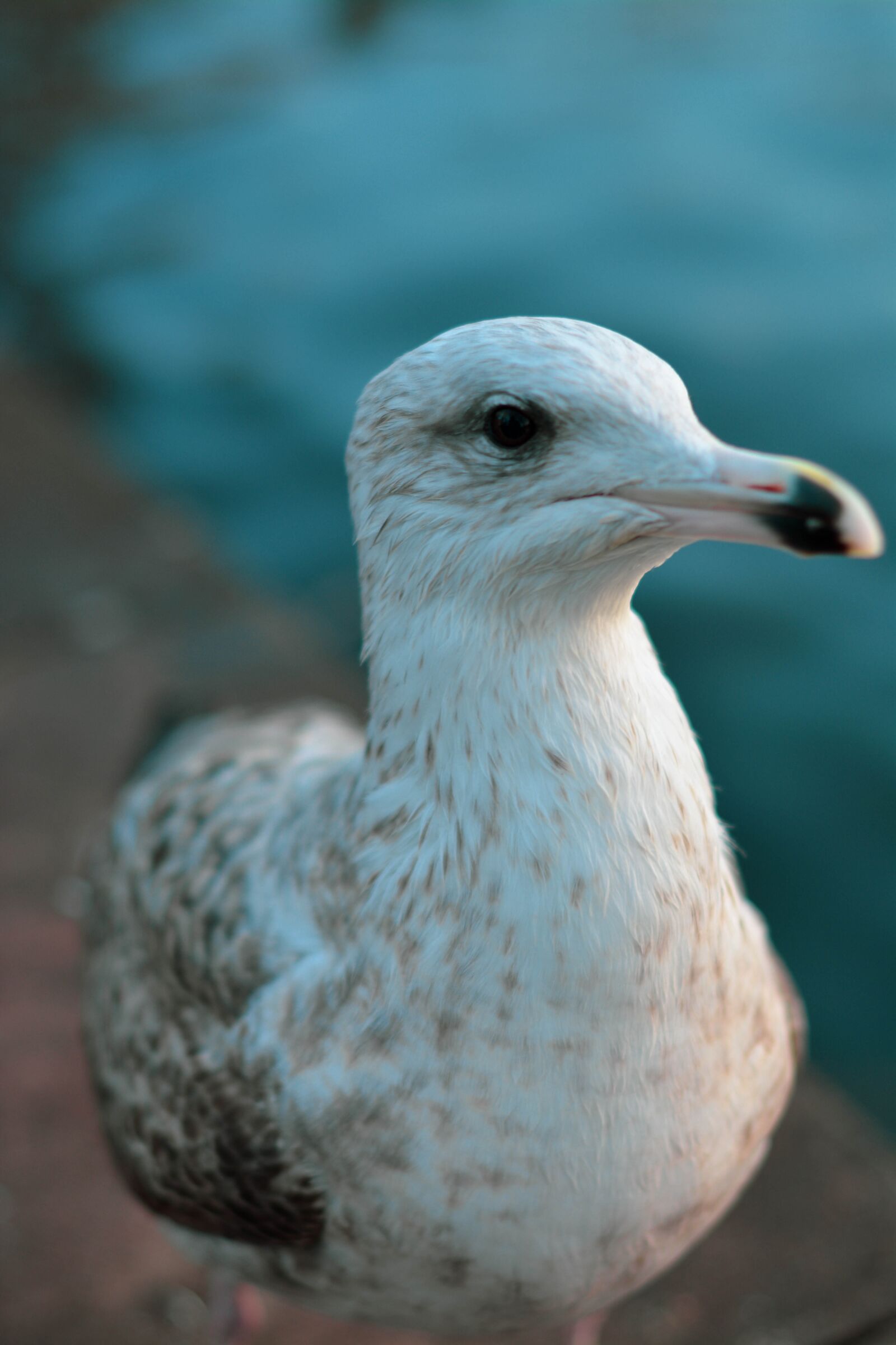 Nikon D5200 sample photo. Seagull, bird, nature photography