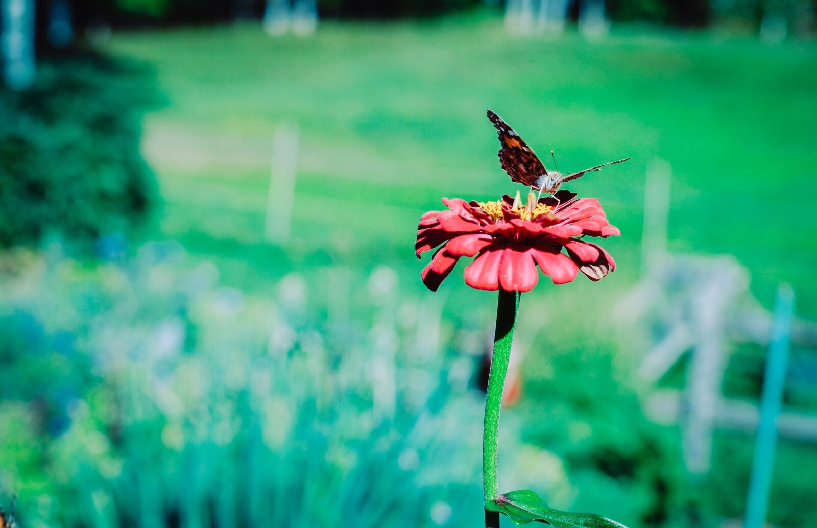 Nikon D3100 sample photo. Painted lady butterfly, painted photography