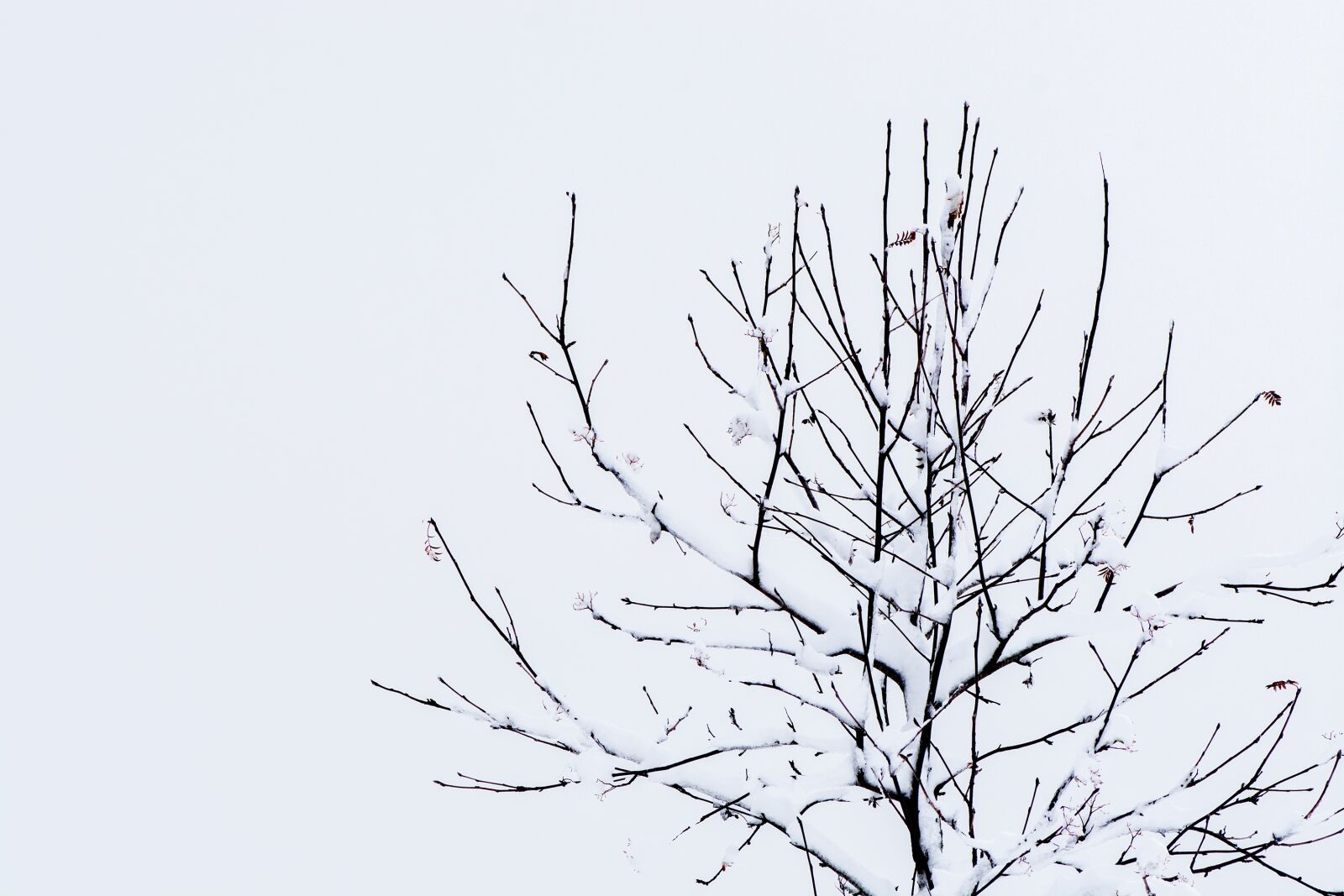 Nikon D7100 sample photo. Tree, kahl, winter photography