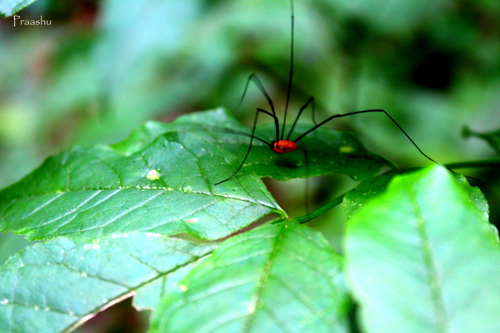Canon EOS 1200D (EOS Rebel T5 / EOS Kiss X70 / EOS Hi) sample photo. Insect, red, spider, wow photography