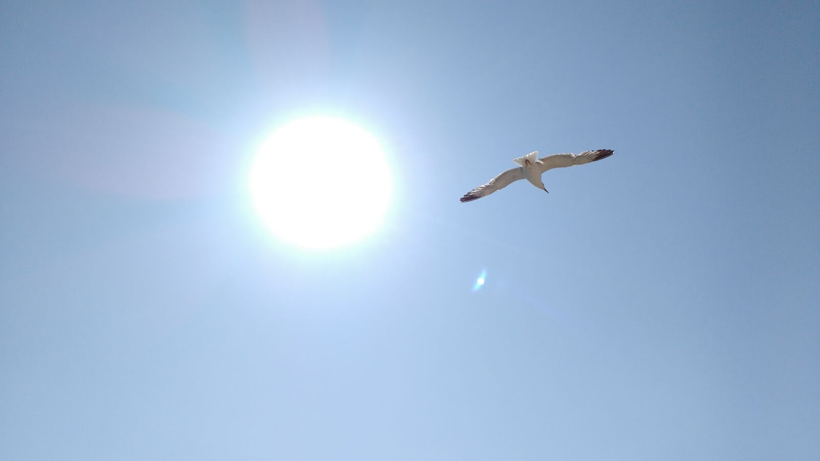 Motorola MotoG3 sample photo. Gaivota, sol, céu photography