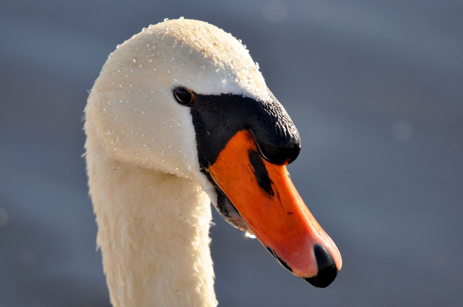Nikon D90 sample photo. Mute swan, swan, animal photography