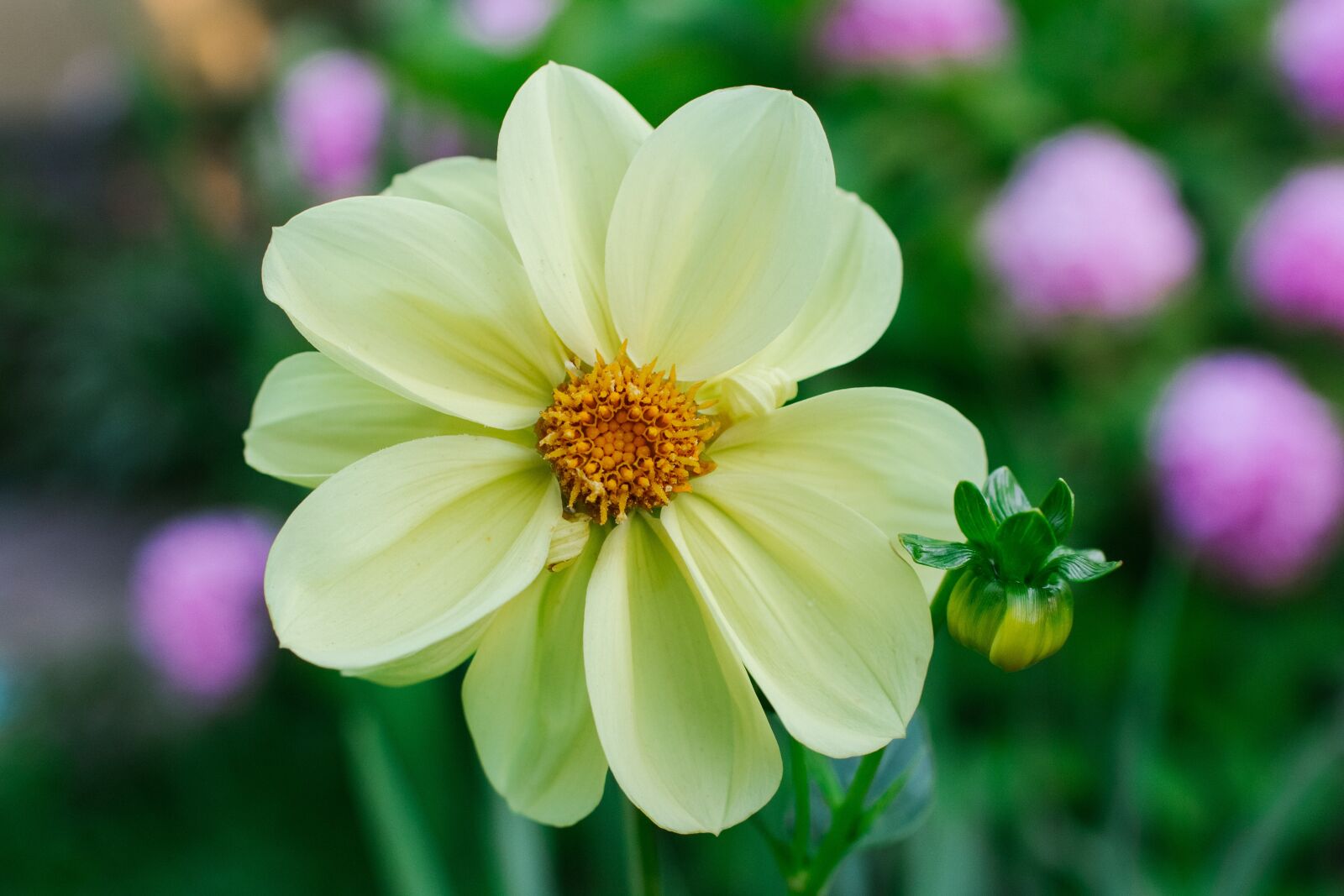 Canon EOS 60D sample photo. Dahlias, dahlia, flower photography