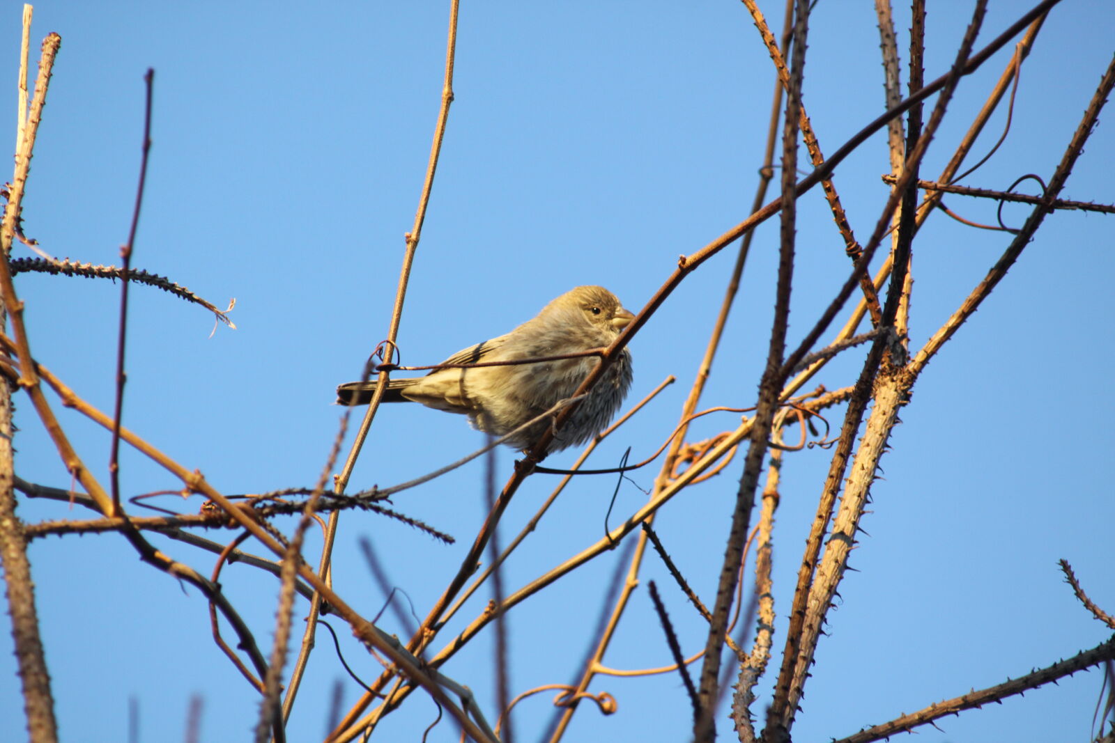 Canon EOS 50D sample photo