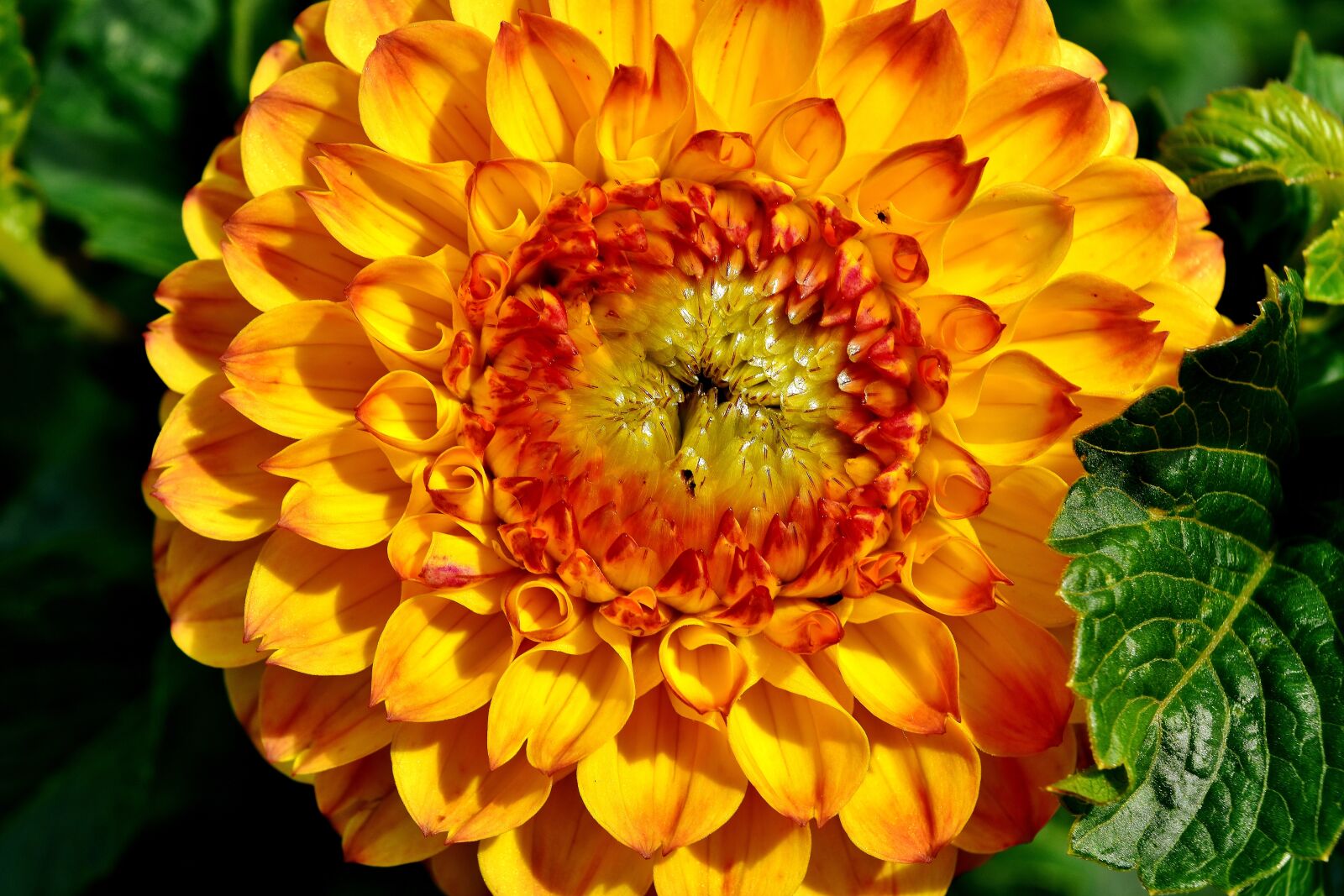 Nikon D7200 sample photo. Dahlia, dahlias, autumn photography