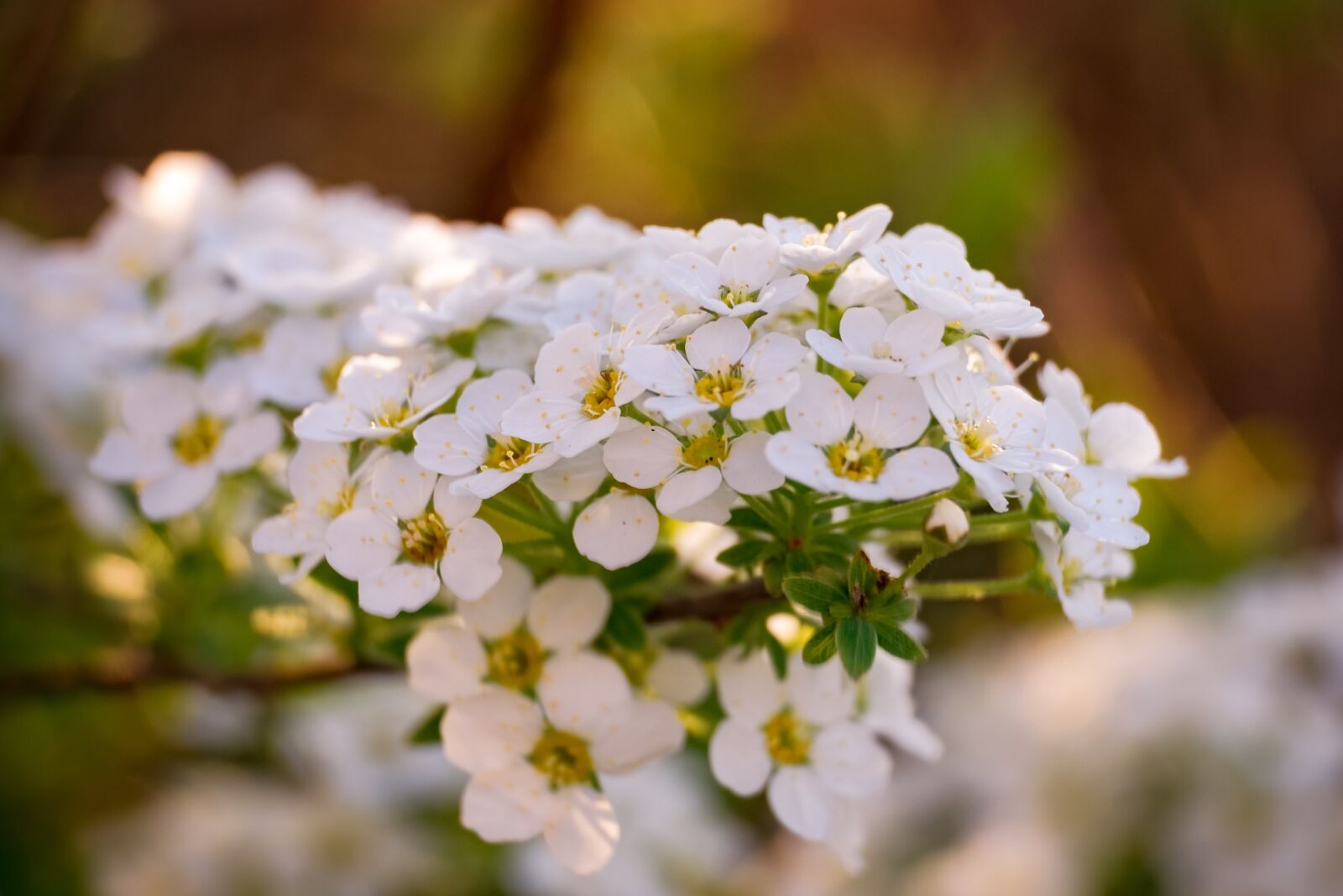 Fujifilm XF 55-200mm F3.5-4.8 R LM OIS sample photo. Flower, tawuła, white photography