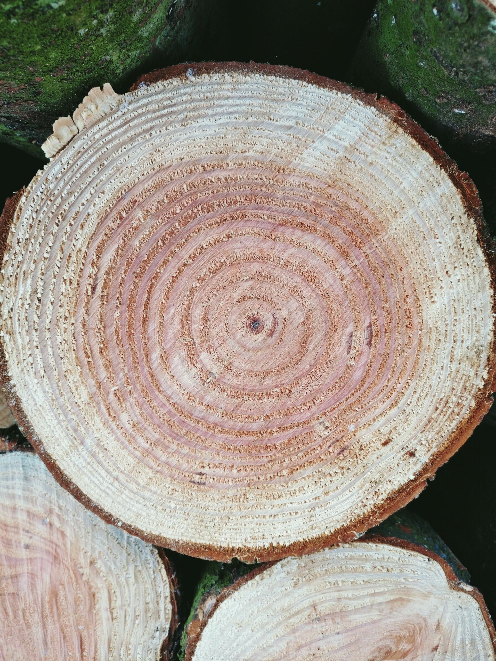 OnePlus A3003 sample photo. Wood, cross section, years photography
