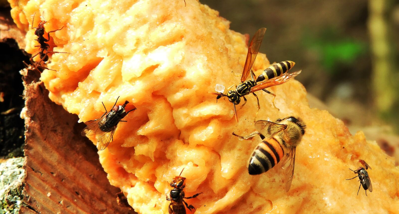 Nikon Coolpix B700 sample photo. Garden, wasps, flies photography