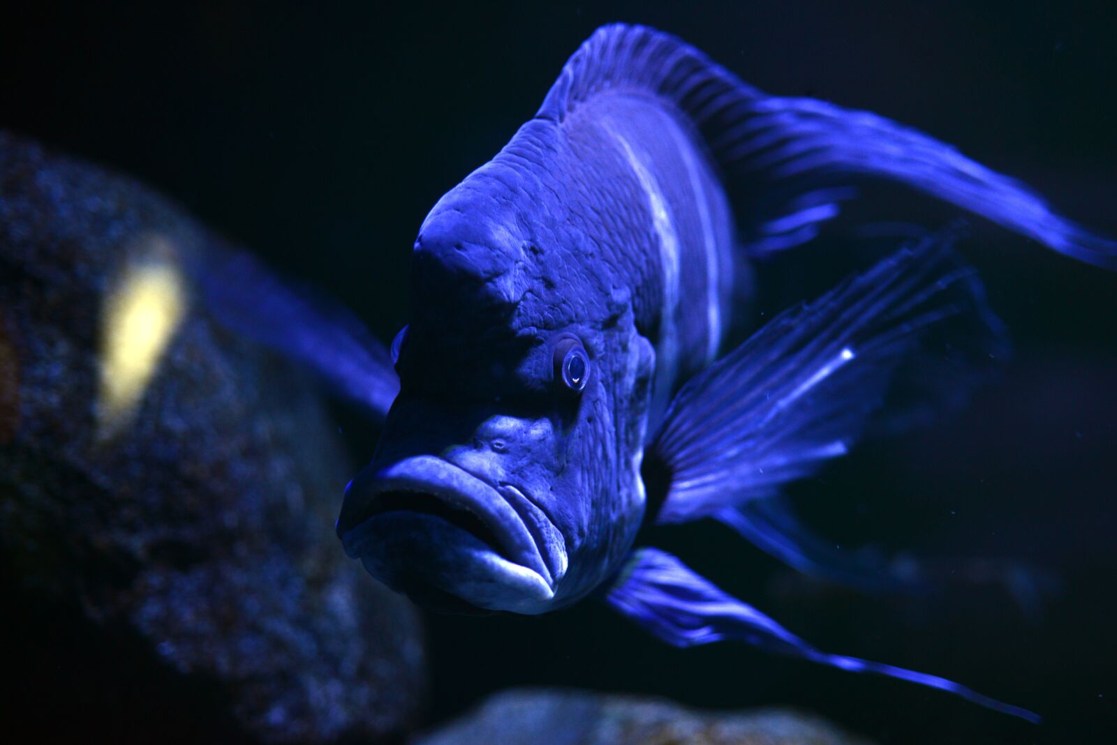 Nikon D610 sample photo. Fish, sea animal, exotic photography