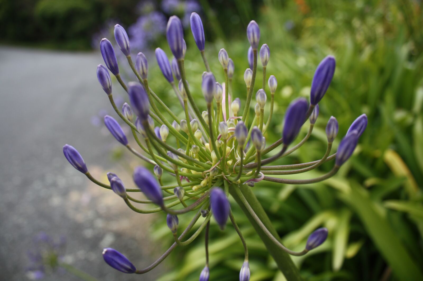 Canon EOS 450D (EOS Rebel XSi / EOS Kiss X2) sample photo. Agapanthus, purple, flower photography