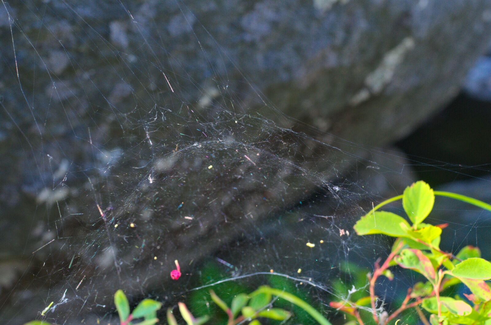 Nikon D7000 sample photo. Spider, web, spiderweb photography