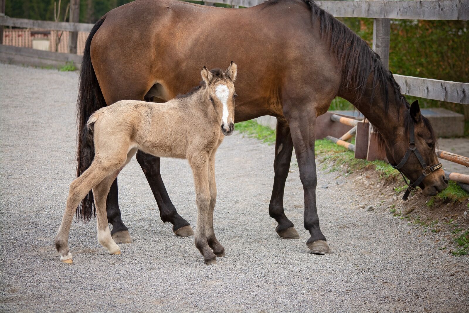 Nikon D7100 sample photo. Horses, ponies, foal photography
