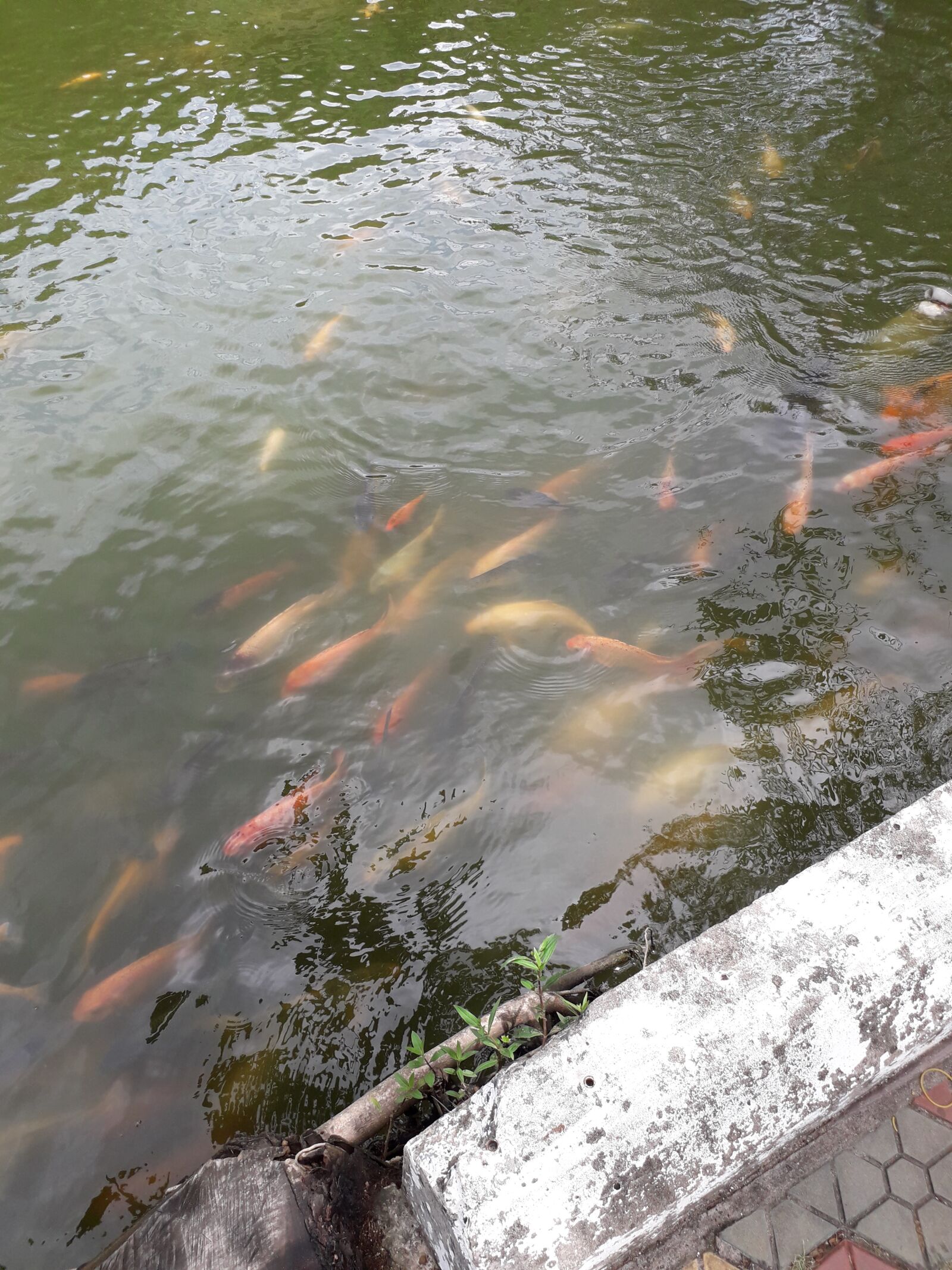 Samsung Galaxy J3 Pro sample photo. Feng shui, water, fish photography