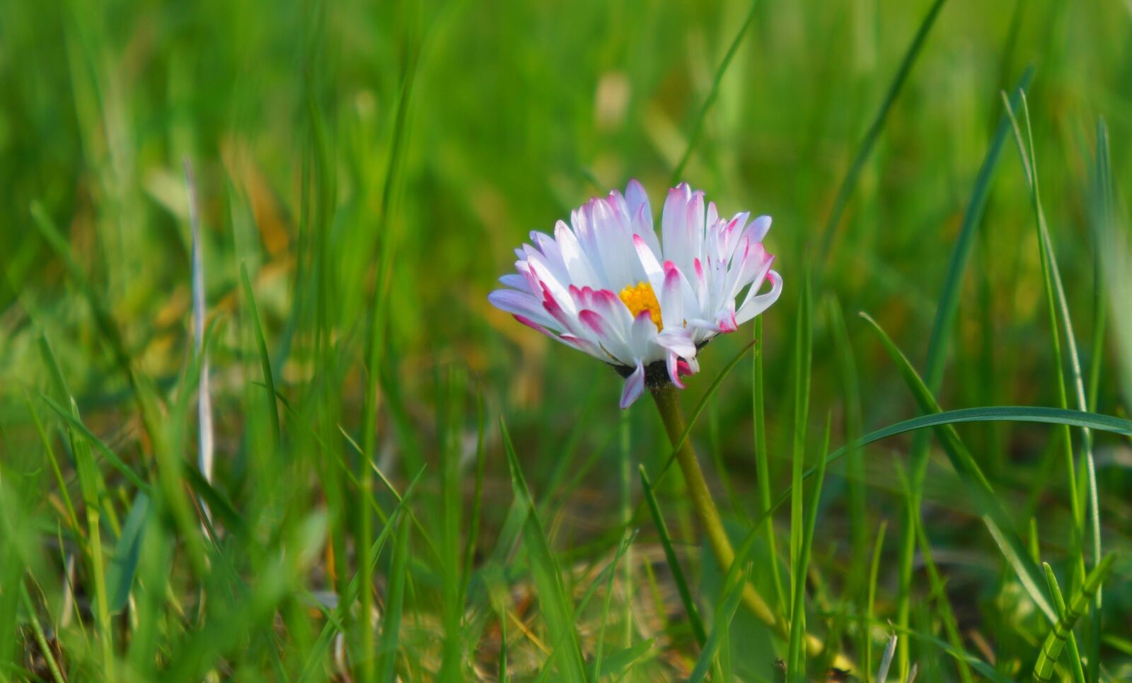 Sony Alpha a3000 + Sony E 18-55mm F3.5-5.6 OSS sample photo. Nature, plants, meadow photography