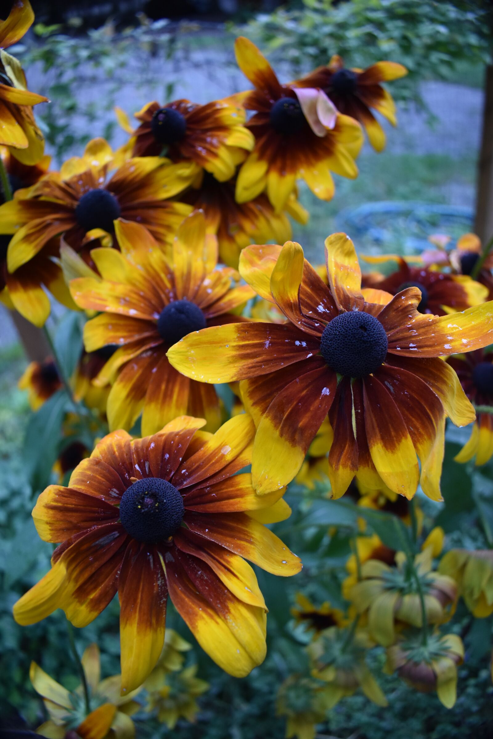 Nikon D3500 sample photo. Gloriosa daisy, yellow and photography